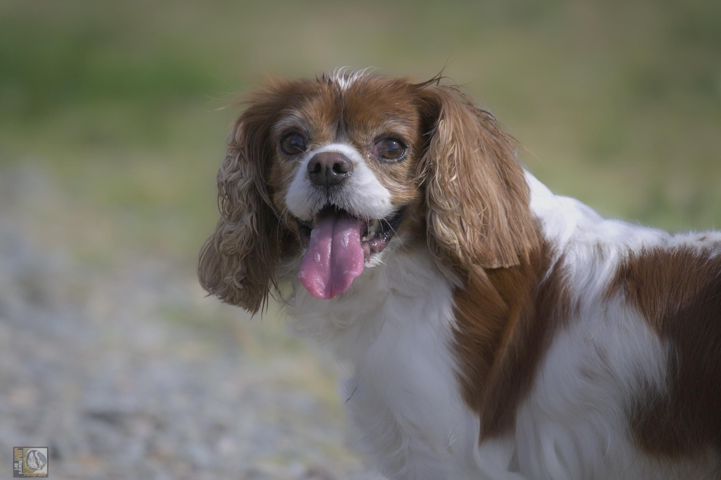 Blenheim Cavalier King Charles Spaniel 