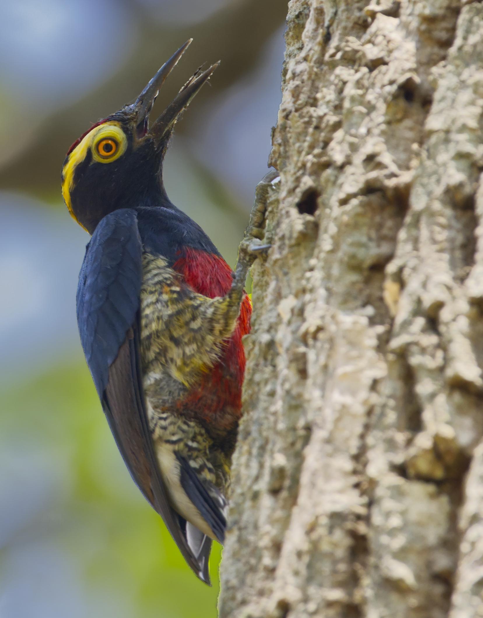 A black woodpecker with bright yellow spectacles and a red belly perches open-beaked on the trunk of a tree. Is that tongue we see?
This is a male Yellow-Tufted Woodpecker. Photo by Peachfront. Nov. 7, 2024.