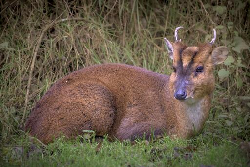 A small deer laying on the grass