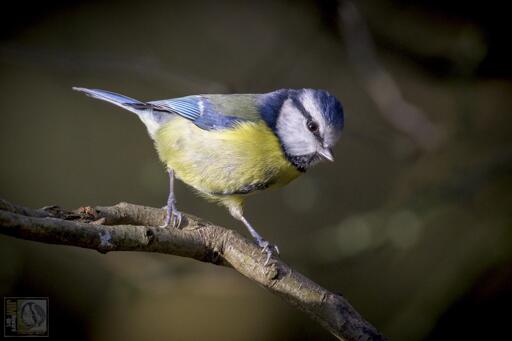 a small yellow, blue, white and black woodland bird