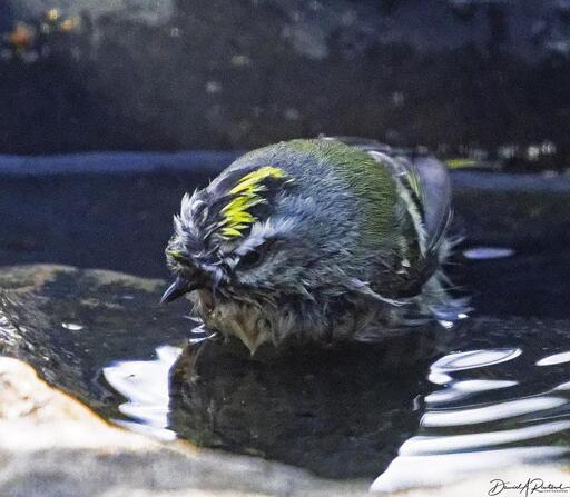 Small grayish bird with white eyebrow and disheveled yellow crown stripe, bathing in shallow water 