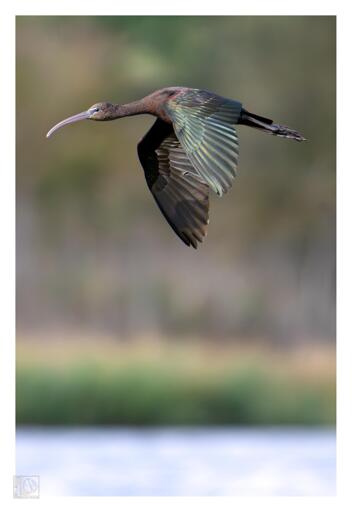 An iridescent wading bird in flight over a wetland lake