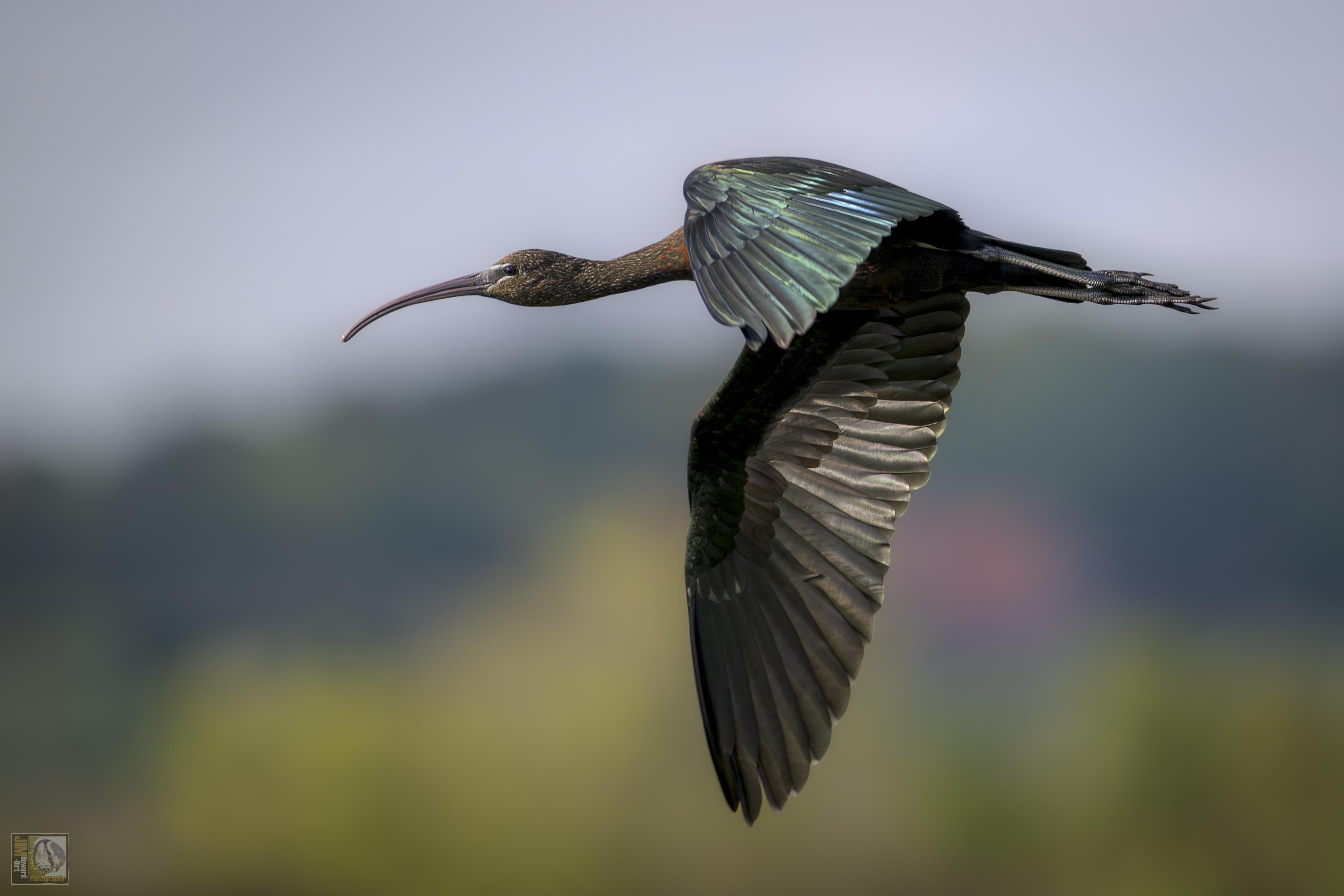 The glossy ibis is a heron-like bird with a long, curving beak and iridescent colours on the wings