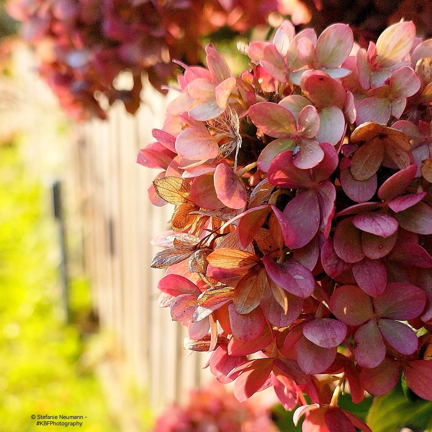 A close-up of  backlit, dusty pink hydrangea flowers.