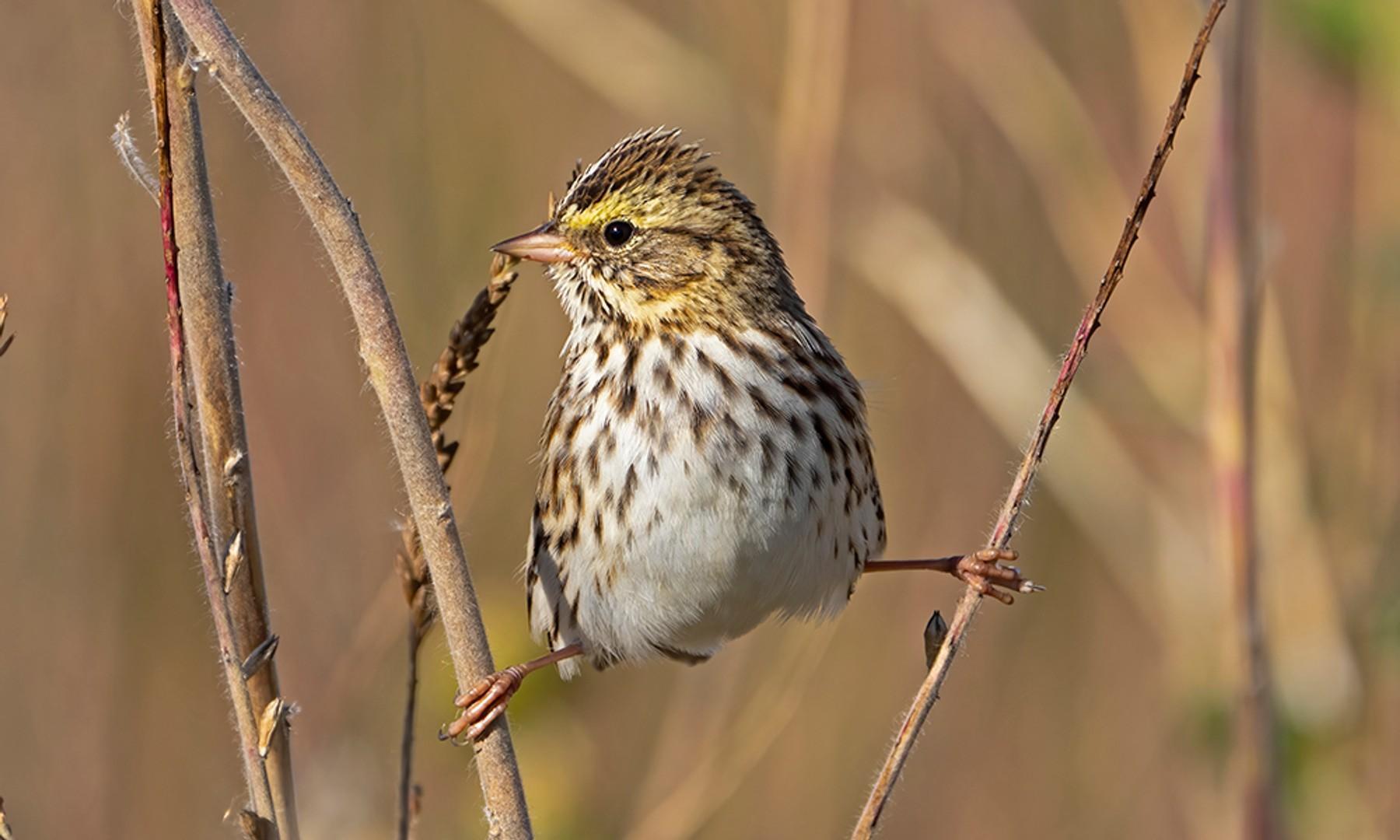 Streaky brown-and-white bird with small pink bill and yellowish eyebrow, straddling two twigs in a marsh