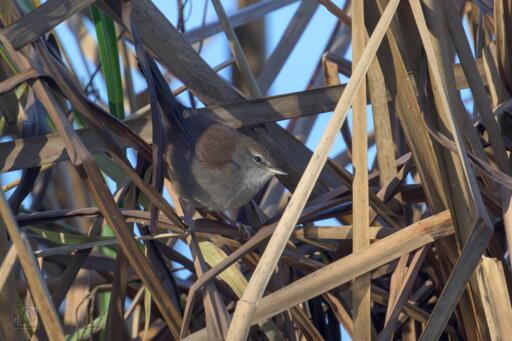 A small brown Warbler in the wintered reeds.. 