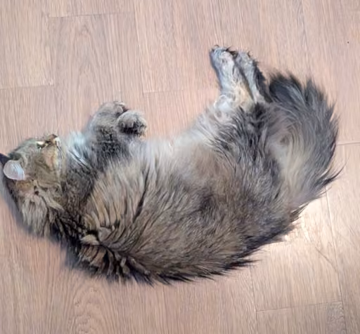 fluffy maincoon tabby cat laying down fluffy maincoon tabby cat laying down