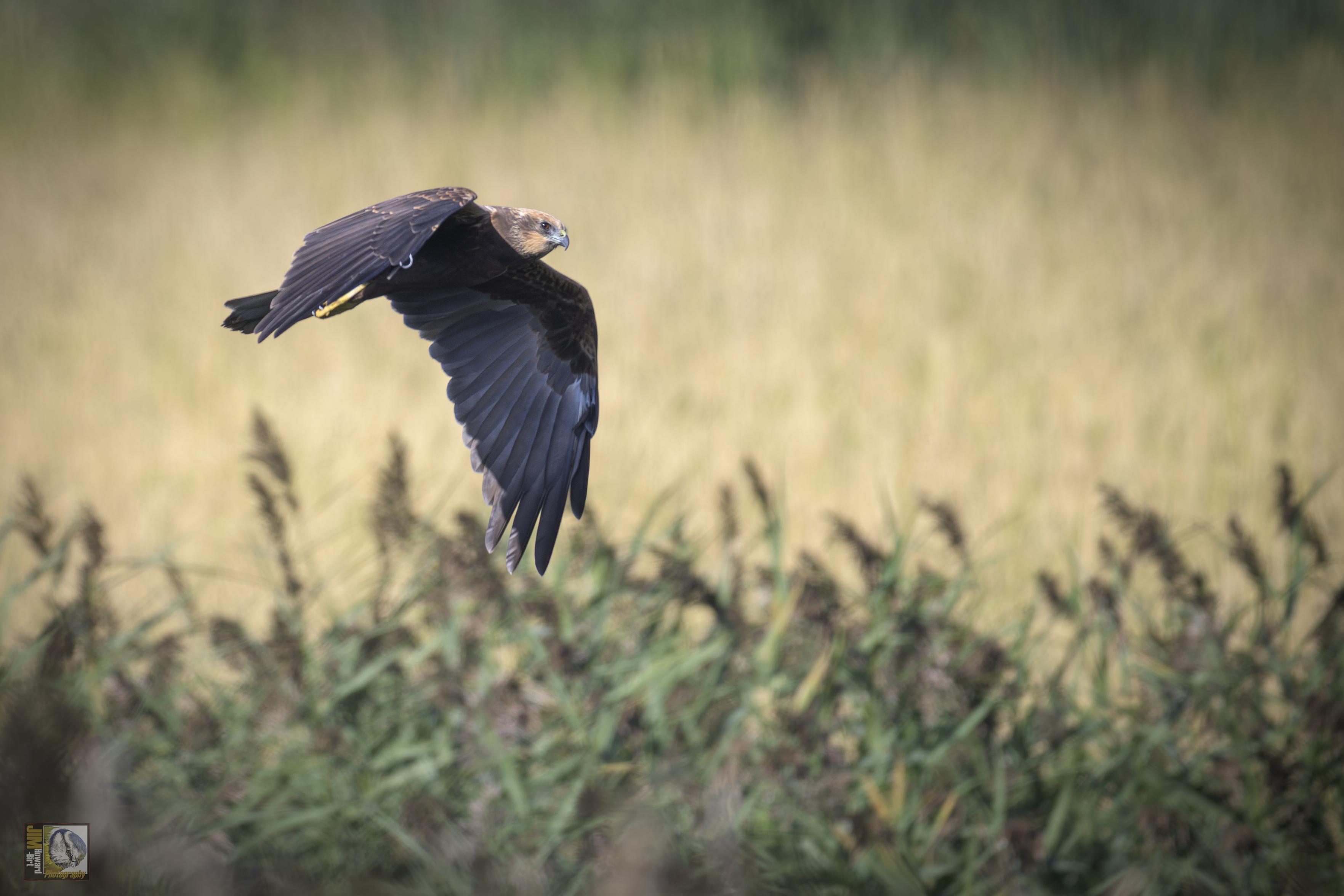 a brown coloured raptor flying low over the reed beds