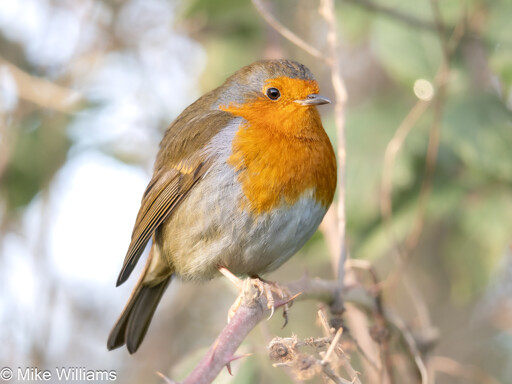 A European Robin perched on a bramble stem