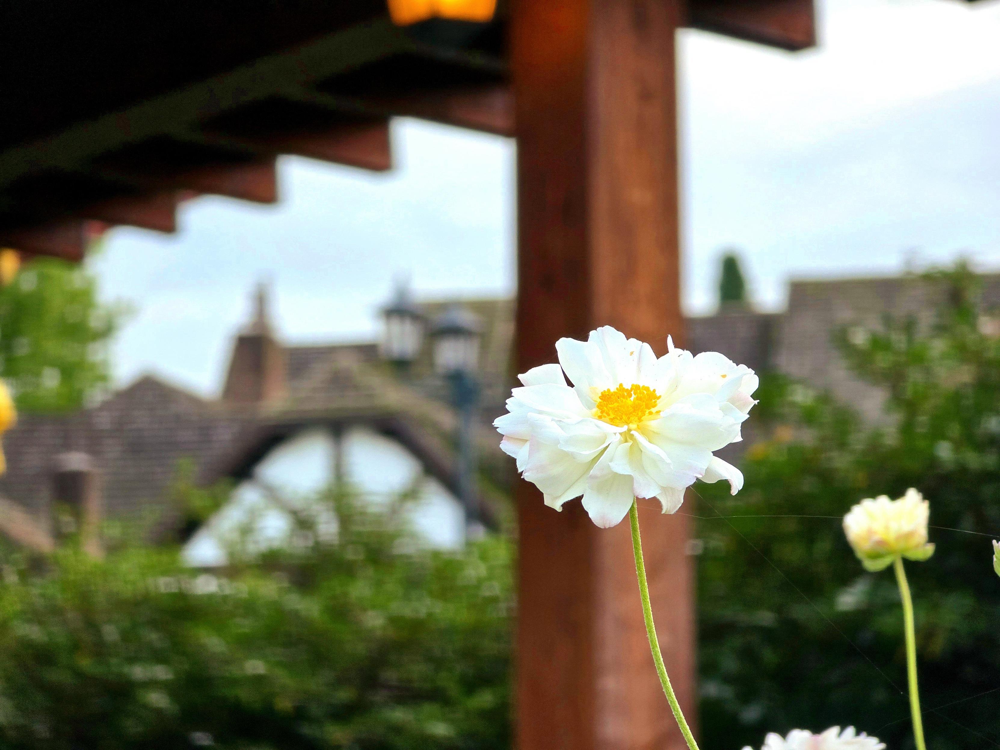 A close-up of a pristine white cosmos flower with ruffled petals and a golden center, standing on a slender green stem against a soft-focus background. Behind it, wooden beams of a pergola frame a view of an old stone arch, creating a serene garden scene with delicate depth.