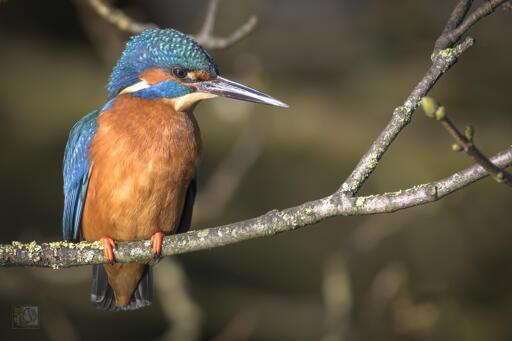 a pretty bird that is small and dynamic. Blue head and wings with a orange rump.