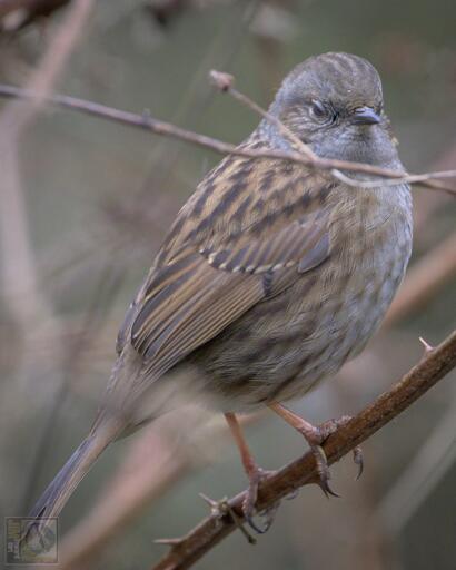 a dunnock hiding in the wintering shrubs