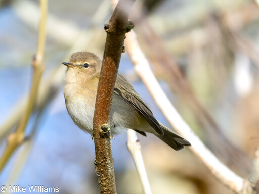 A small brown bird with a dark eye stripe, perched on a twig.