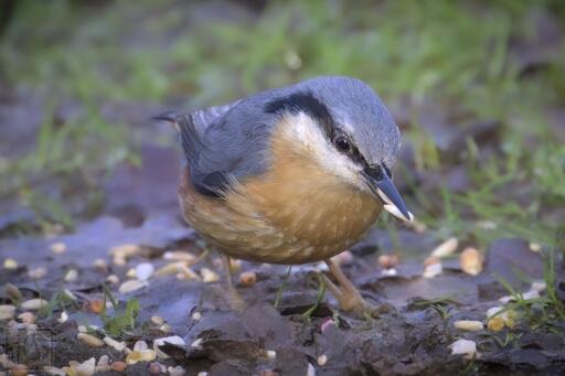 A bird with a tan belly, blue/grey back and a white face with a black eye stripe