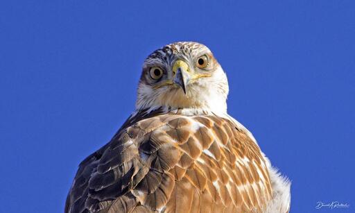 Face-on look at a raptor with streaky gray-and-white crown, yellow eyes, white throat and rusty brown back, against a deep blue sky