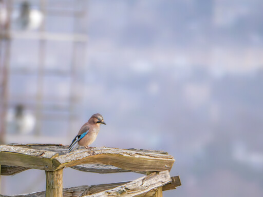 A Eurasian Jay perched on a wooden tree guard