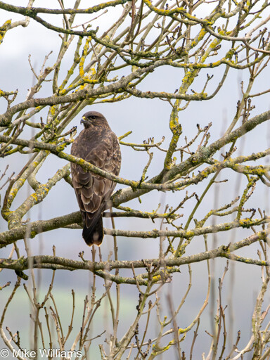 A Buzzard, a large brown bird of prey with a grey and yellow beak. Bird is perched in a tree with no leaves.