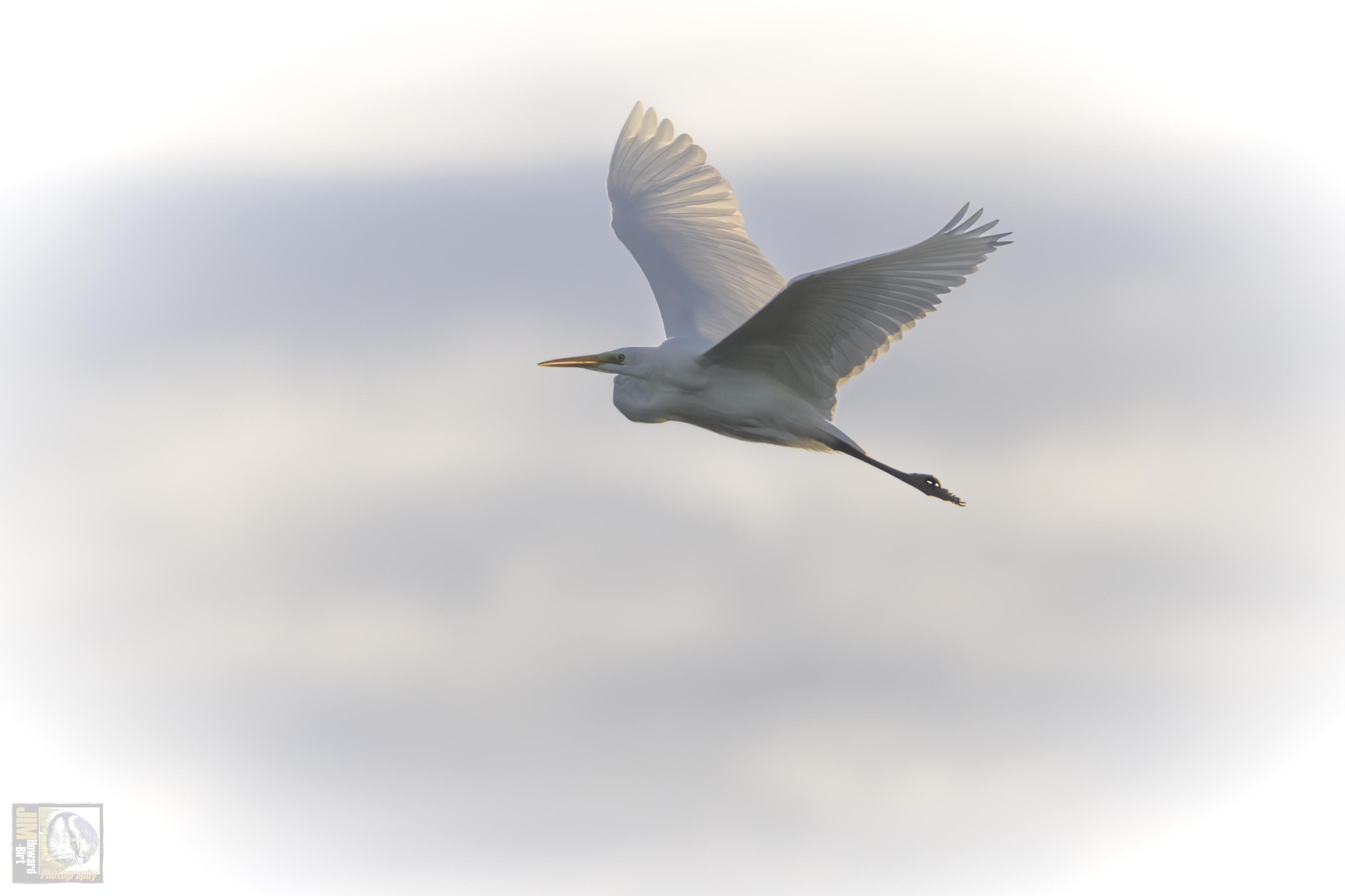 A White coloured heron in flight