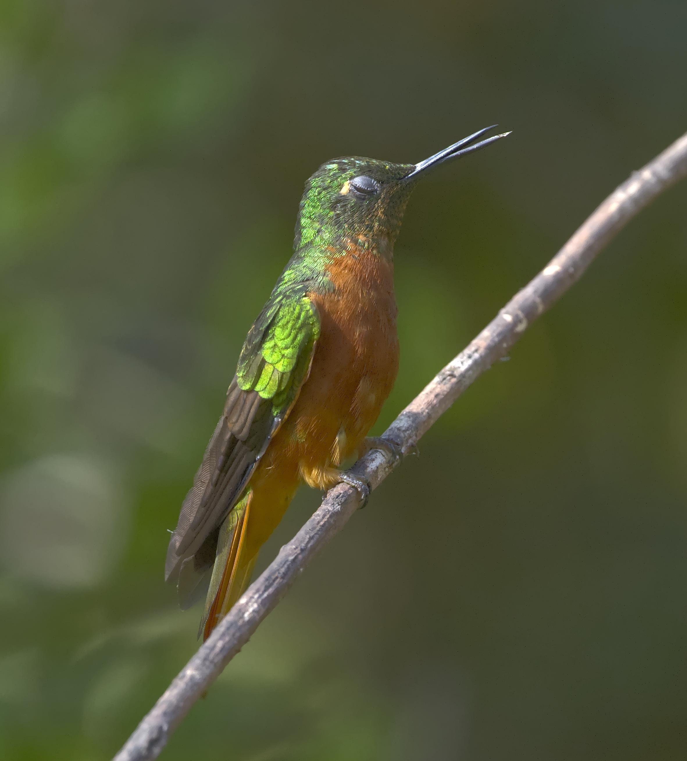 A very annoyed chestnut and green hummingbird has closed its eye in an expression of pain while opening its beak to speak... this is the highly aggressive Chestnut-breasted Coronet in what passes for a quiet moment with this species. Photo by Peachfront. November 2024