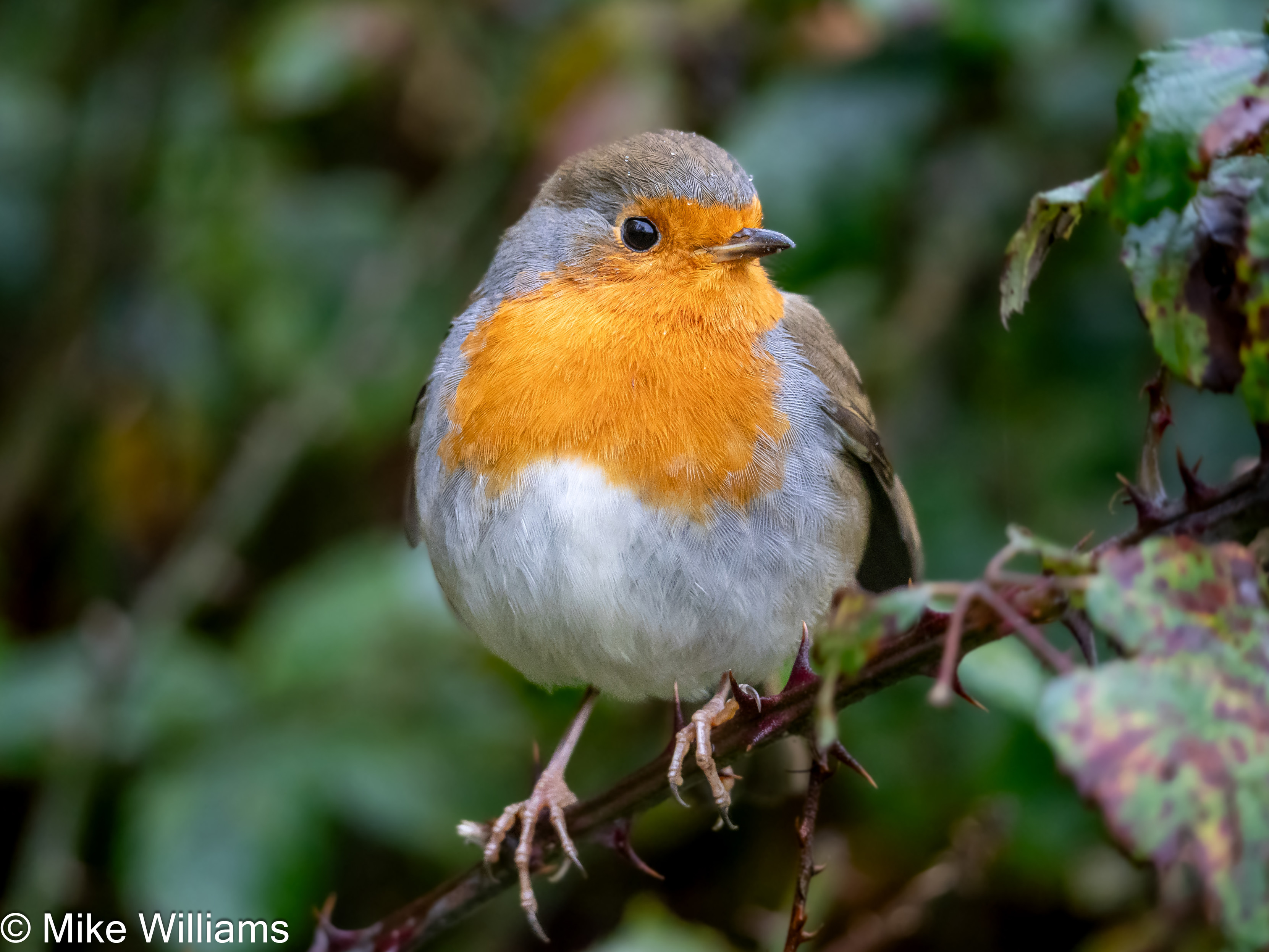 A European Robin perched on a bramble stem, feathers puffed-up.