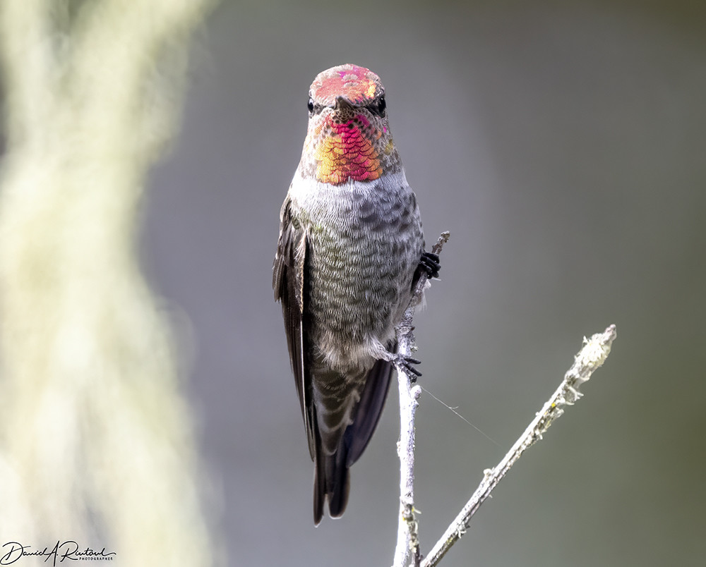 small bird with reddish-orange crown and throat, perched on a vertical twig