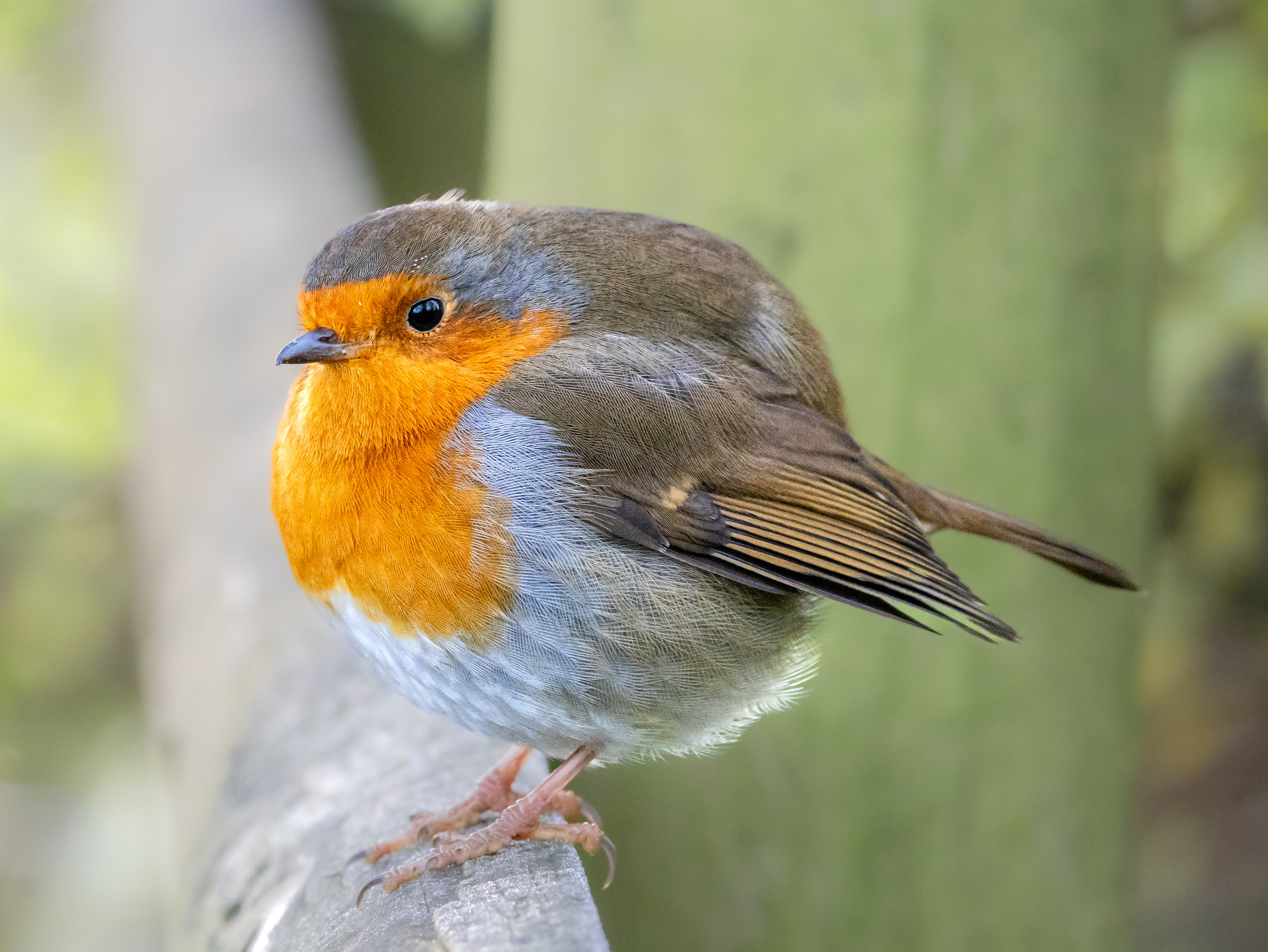 A European Robin perched on a frosty feence. Feather are fluffed-up, the bird looks almost spherical.