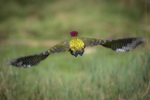 a colourful woodpecker fly away from carmera