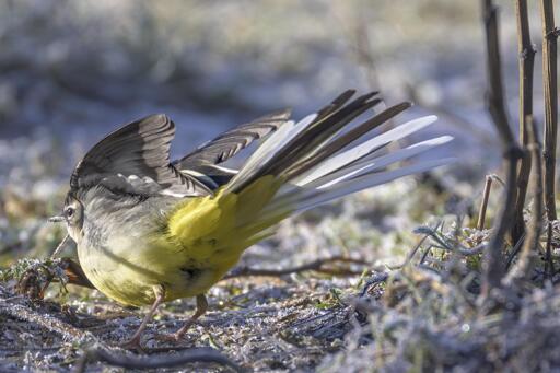 A bird with a yellow underside with a long grey and white tail