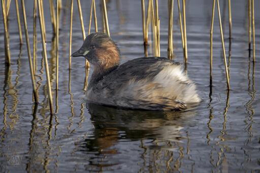 a small grebe 