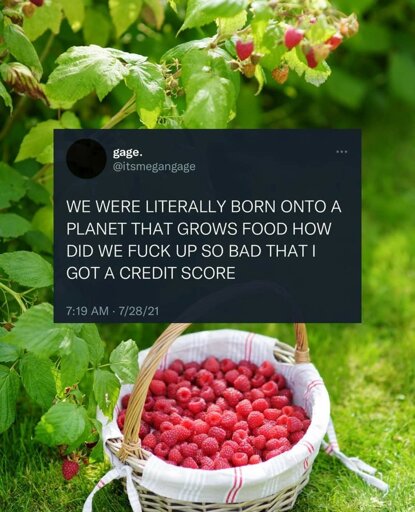 a photo of a woven basket of red raspberries on the ground next to the raspberry plant with a screenshot of the text "WE WERE LITERALLY BORN ONTO A PLANET THAT GROWS FOOD HOW DID WE FUCK UP SO BAD THAT I GOT A CREDIT SCORE" overlaid in the centre of the image
