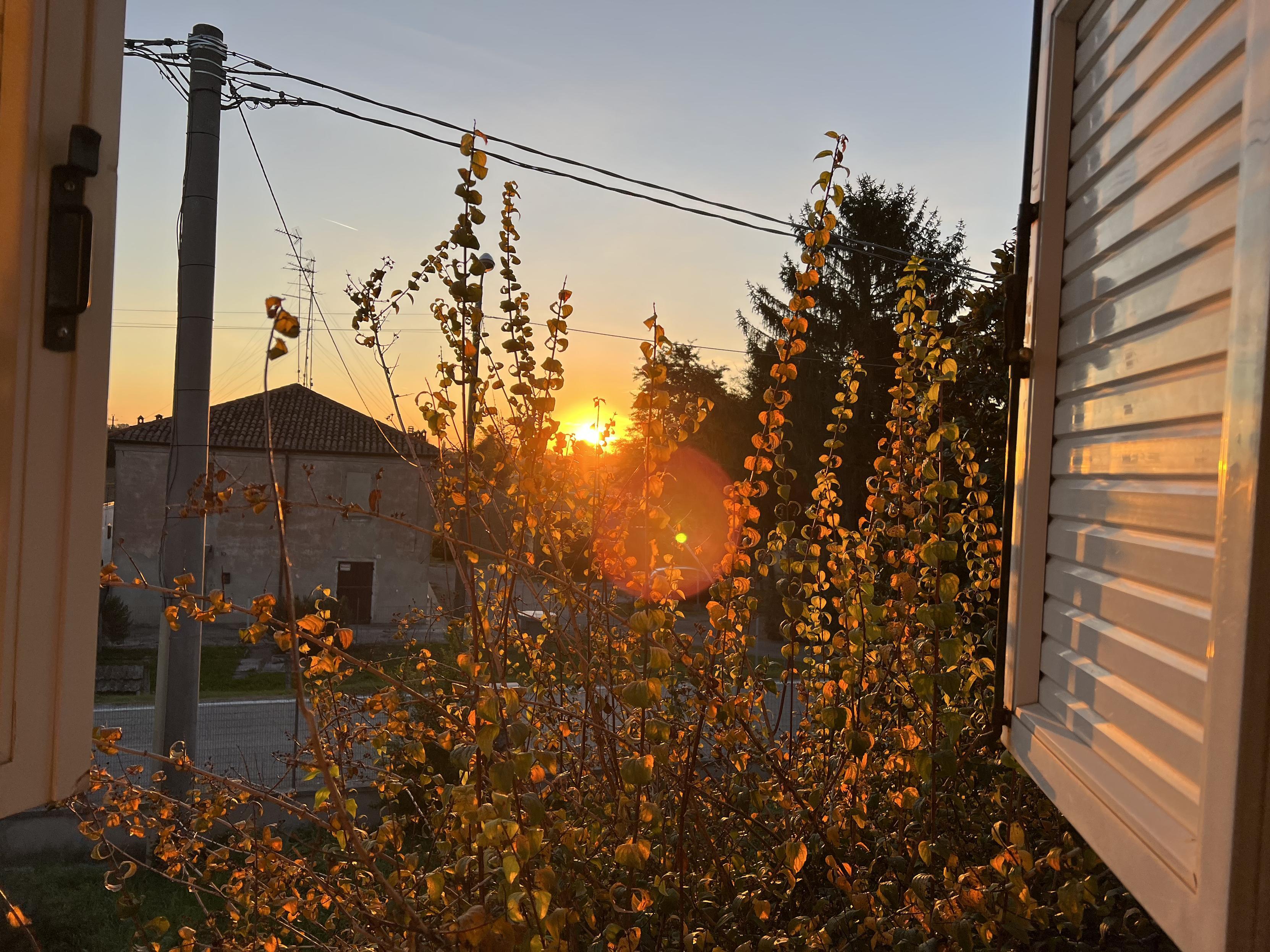 The image captures a serene sunrise viewed through an open window, with the early morning light casting a soft golden glow on the leaves of a nearby bush. The sun is just beginning to rise, illuminating the sky behind a rustic building and power lines, creating a peaceful contrast between nature and human structures. The warm sunlight highlights the foliage, adding a tranquil, refreshing atmosphere, as the world slowly awakens to a new day.