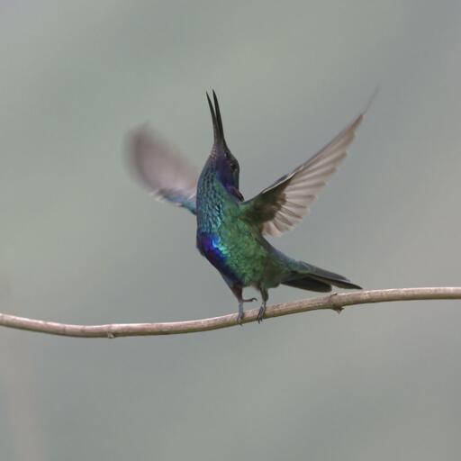 A glittering green and violet hummingbird is standing tall on a vine with wings spread and head thrown back with beak open in apparent song.  The bird is notable for a swooping length of purple feathers on the face that extends beyond the head like an ear flap and a royal blue belly. This is a Sparkling Violetear. Although birb appears to be singing, I didn't really hear any sound. Birb was displaying at another nearby Sparkling Violetear who would have otherwise landed on this vine. Huembo, Peru. Photo by Peachfront. Nov 2024.