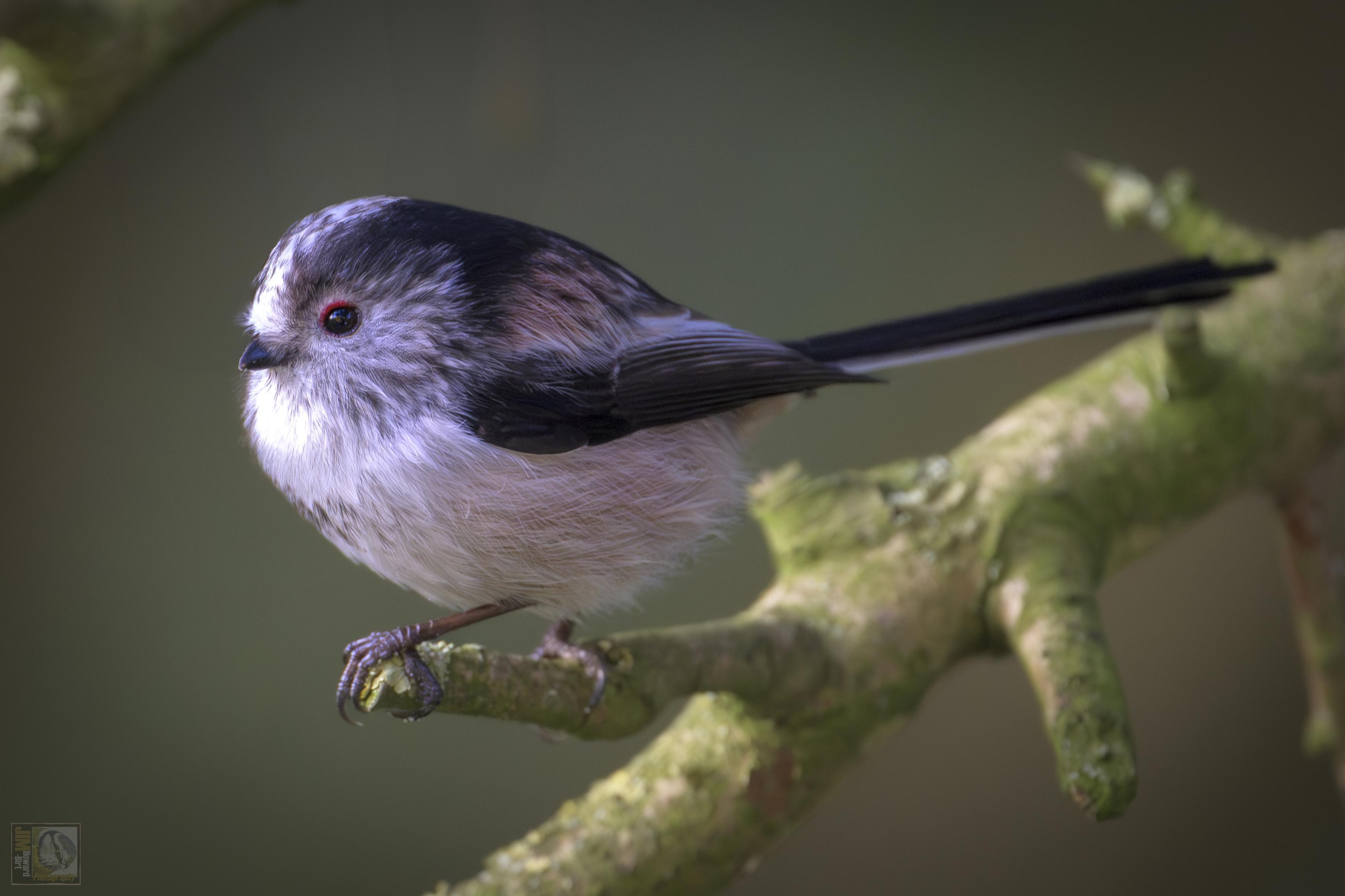 A small round bodied bird with a long tail