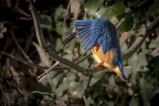 a kingfisher perched on a branch with its wings around its head like a cape