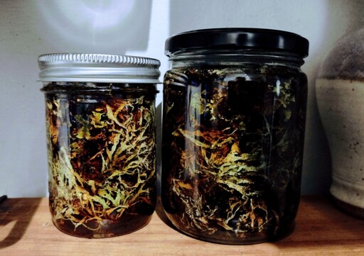 Two glass jars filled with mixed lichens and dark brown liquid.
