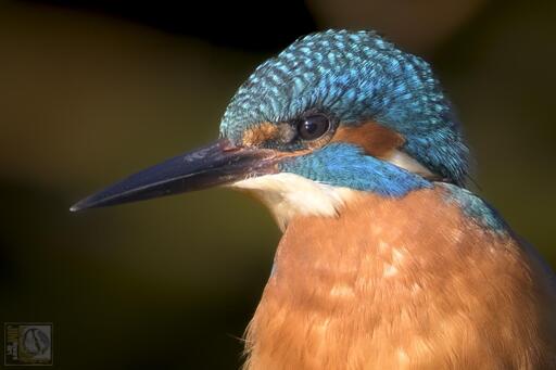 Kingfishers are small unmistakable bright blue and orange birds of slow-moving or still water. They fly rapidly, low over water, and hunt fish from riverside perches, occasionally hovering above the water's surface.