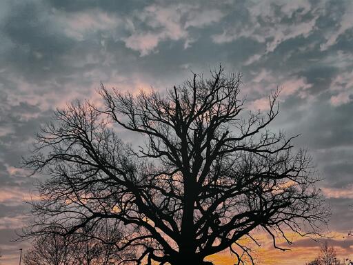 A silhouetted, leafless tree against a colorful sky at sunset, featuring clouds in shades of gray and pink.