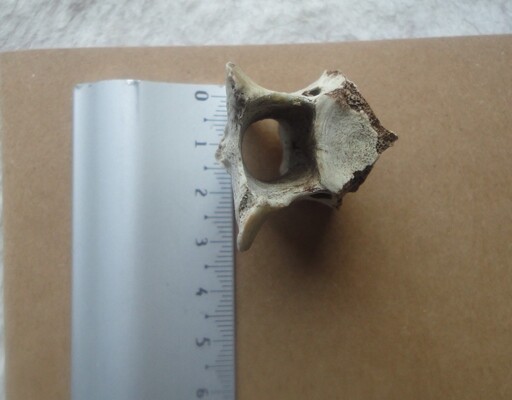 A verterbra placed verticaly so we see the hole, next to a centimeter ruler. It is 2,5 to 3,3 cm.