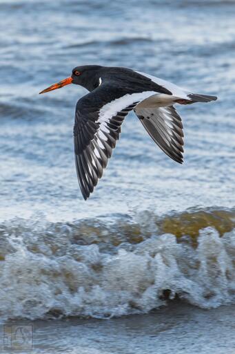 A black and white wading bird in flight