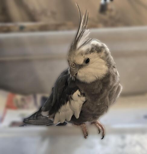 An old, chunky chorb of a charcoal and snow white colored cockatiel with a long wispy crest is sitting on the rim of a white plastic tub with some newspapers in it. This is 28yo white-faced cockatiel Boobear, one of my senior rescue birbs, posing for his closeup. He has pink nostrils and a sparkle in his onyx-black eye. Photo by Peachfront. Dec 6, 2024.